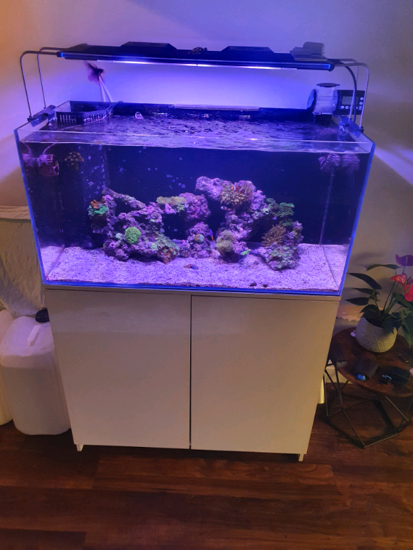 Marine fish tank full setup in Chadderton, Manchester Gumtree