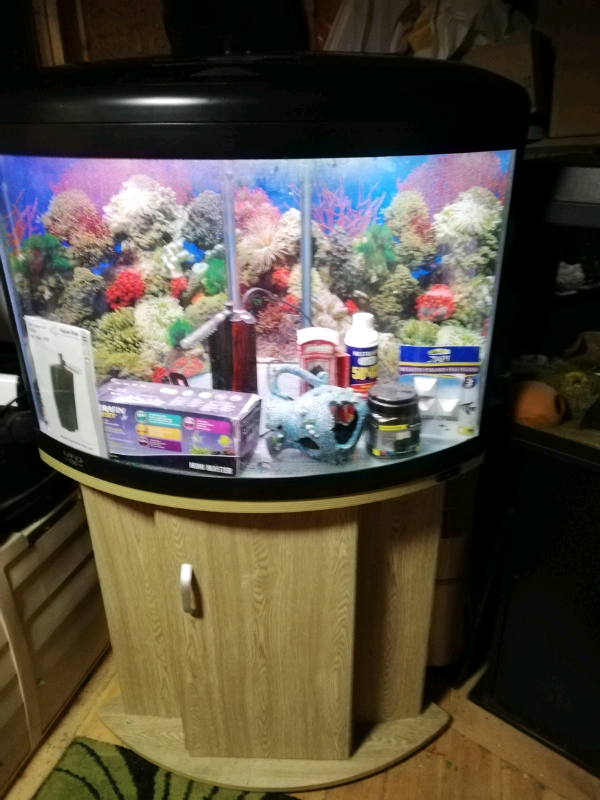 Corner Aquarium with stand full set up in Colchester, Essex Gumtree