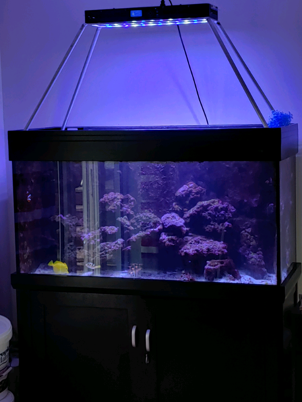 Aqua One Reef 400L Aquarium Marine Fish Tank Complete Setup Sump Pipe