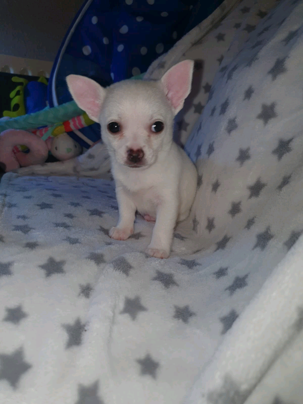 Chihuahua Puppy In Sandwell West Midlands Gumtree