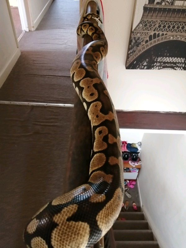 Pastel Royal Python in Bournemouth, Dorset Gumtree