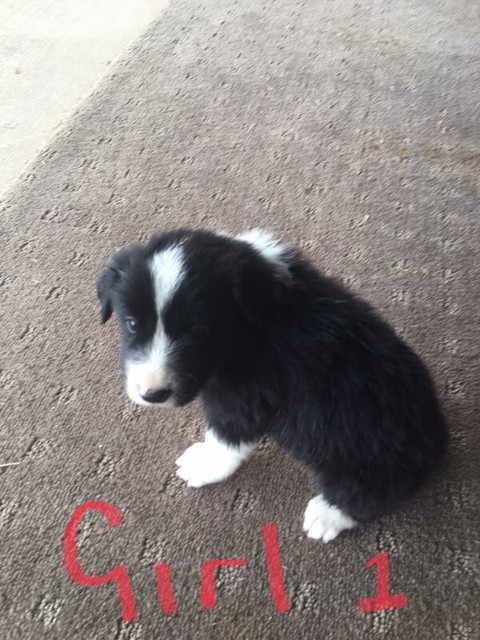 Purebred Border Collie Longhair Puppies Dogs Puppies