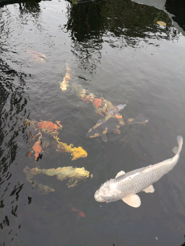 Koi carp for sale | in Belper, Derbyshire | Gumtree