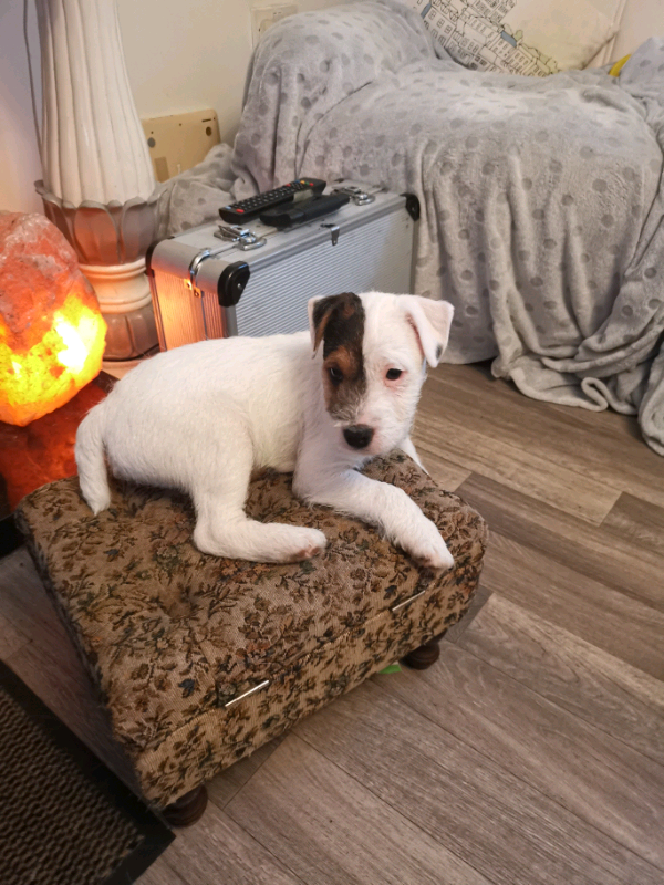 Parson Jack Russel pups for sale in Ballymena, County Antrim Gumtree