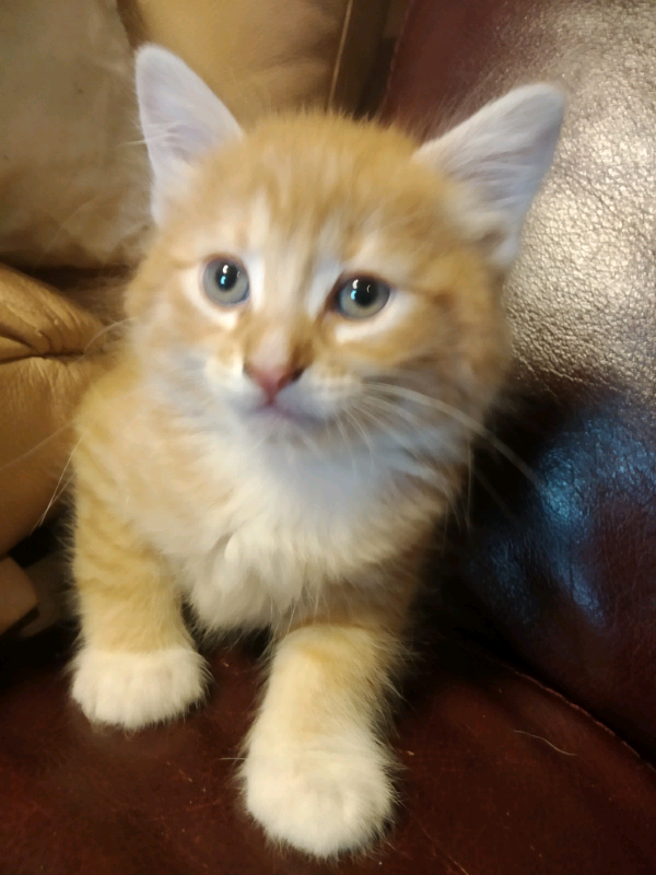 Kittens for sale in Kilmarnock, East Ayrshire Gumtree