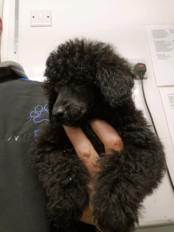 KC reg toy poodle puppies in Lockerbie, Dumfries and Galloway Gumtree