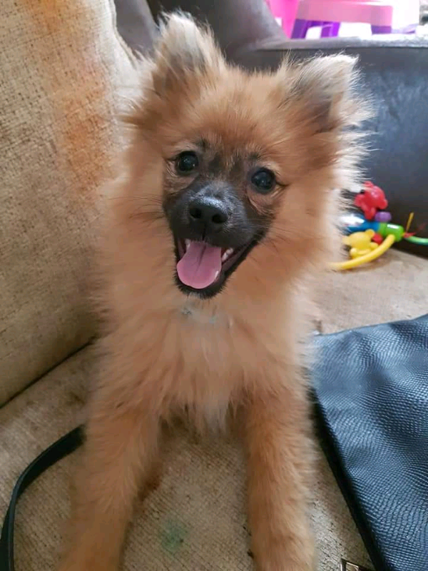 Puppy for sale pomeranian in Aldershot, Hampshire Gumtree