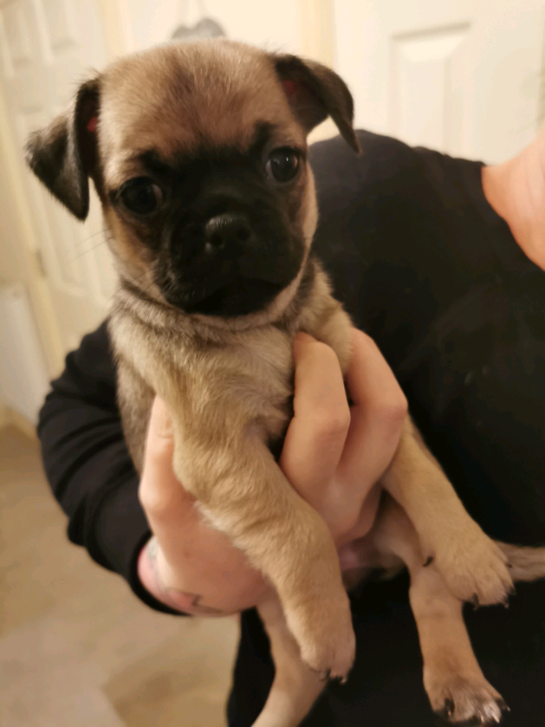 Beautiful chug puppies in Ashford, Kent Gumtree