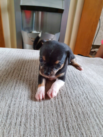 Chihuahua Dogs Puppies For Sale Gumtree