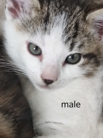 Kittens in Kent | Cats & Kittens for Sale - Gumtree