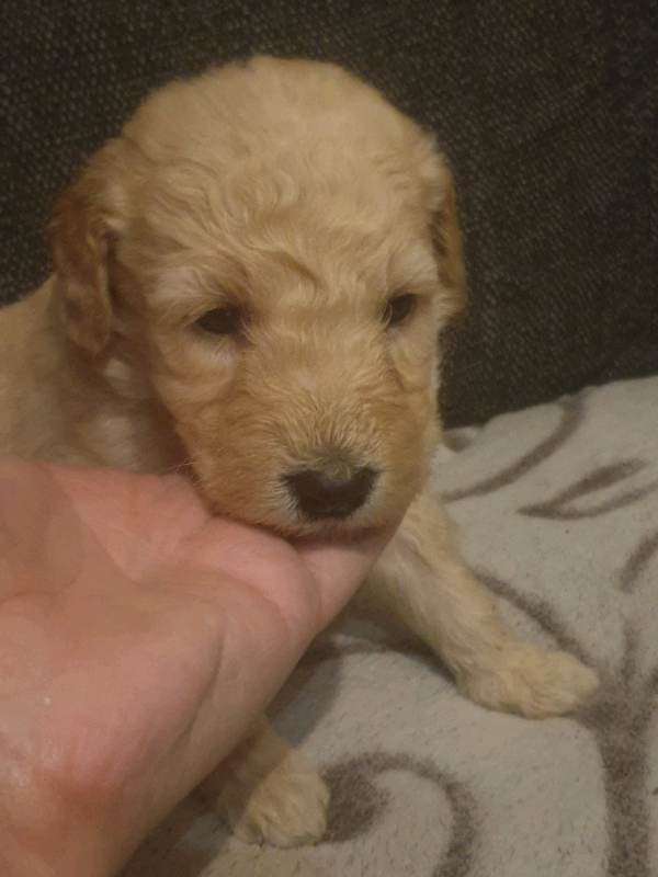 F1b Labradoodle Puppies For Sale in Kilmarnock, East Ayrshire Gumtree