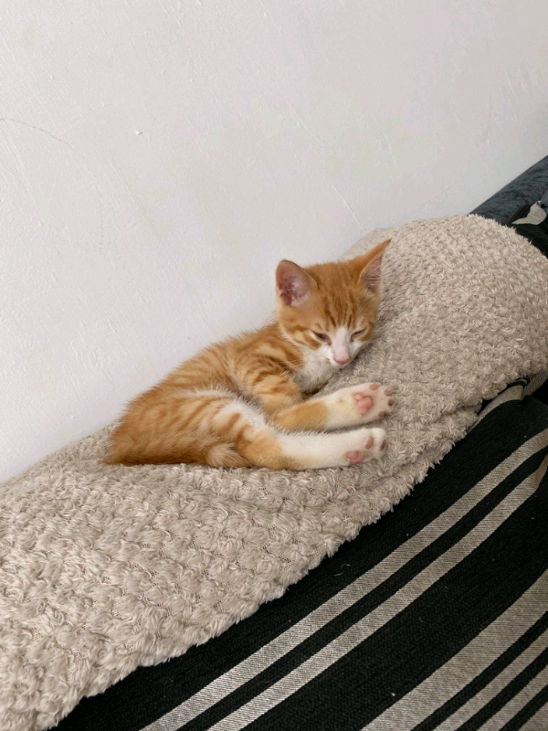 Male ginger kitten in Bristol Gumtree