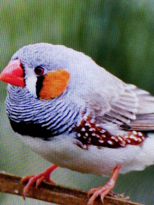 Zebra finch pairs. | in Gorleston, Norfolk | Gumtree