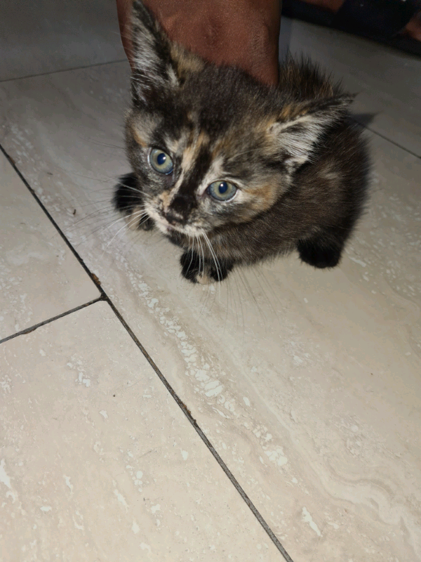 Cute Black/Ginger/White Tabby FEMALE Kitten in Harlow, Essex Gumtree