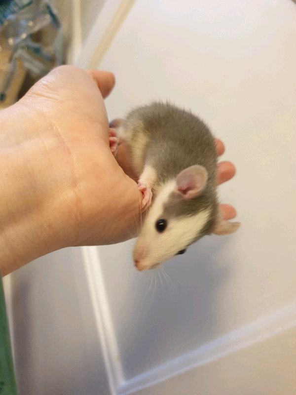 Live Mice For Sale The American Mastermind