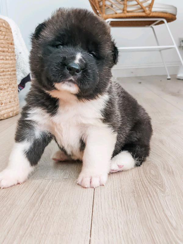 American Akita Chunky puppies for sale in Oxford, Oxfordshire Gumtree