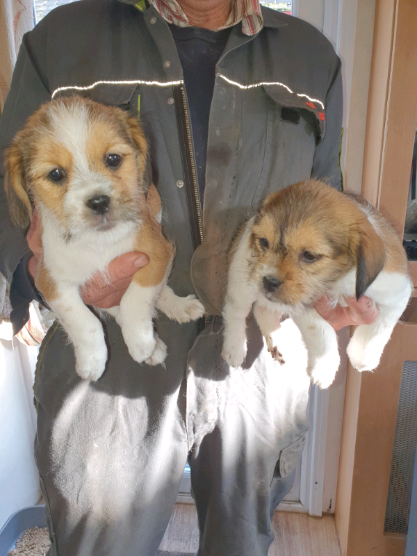 Jack Russell X shih tzu Puppies in Cumnock, East Ayrshire Gumtree