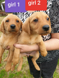 Pets for Sale - Gumtree