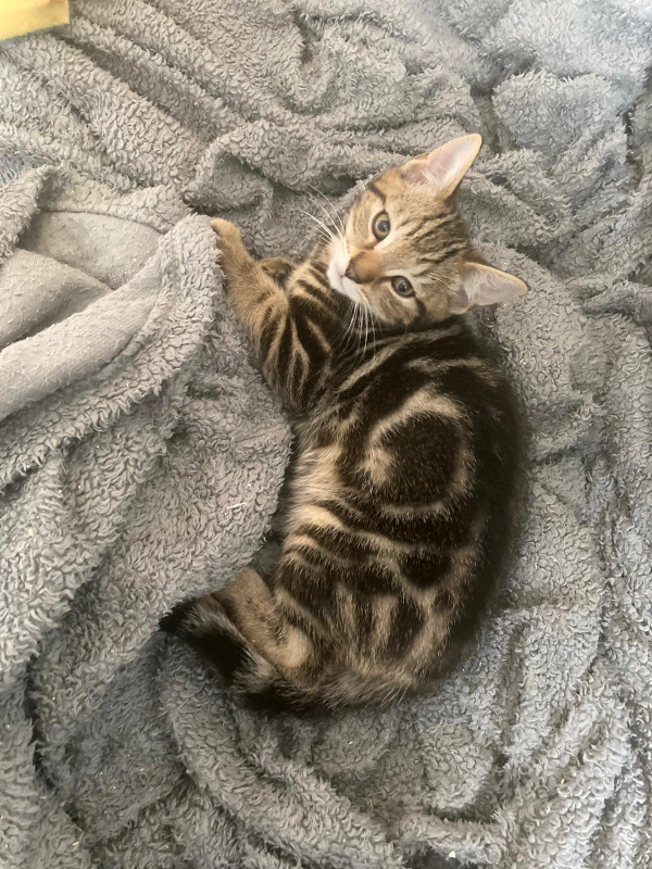 2x tabby kittens in Milton Keynes, Buckinghamshire Gumtree