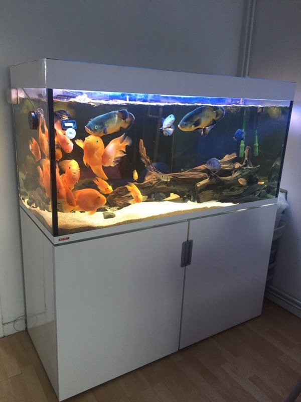 Eheim incpiria 400 litre aquarium complete with fish in Beckton, London Gumtree