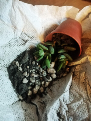 Fotos del artículo de un comprador verificado