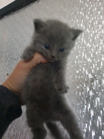 Cats And Kittens For Sale Gumtree Cats And Kittens Newcastle Pretty Cats Cute Cats Cute Cats And Kittens