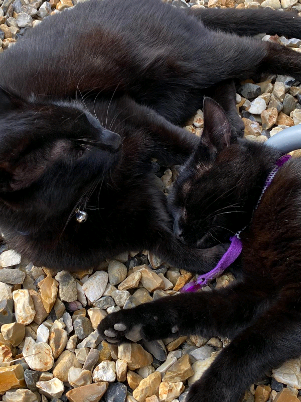 Cats/kittens for sale in Norwich, Norfolk Gumtree