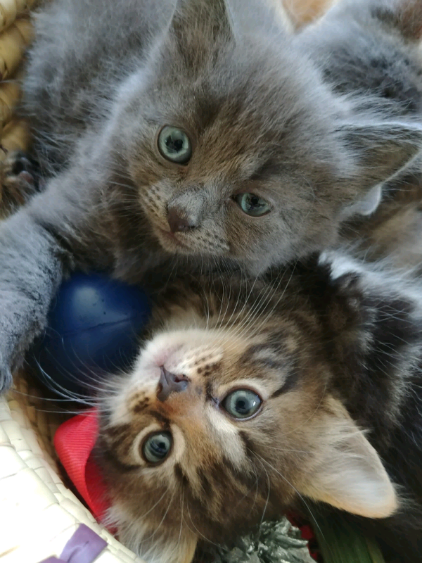 Now ALL SOLD Kittens For Sale in Wareham, Dorset Gumtree