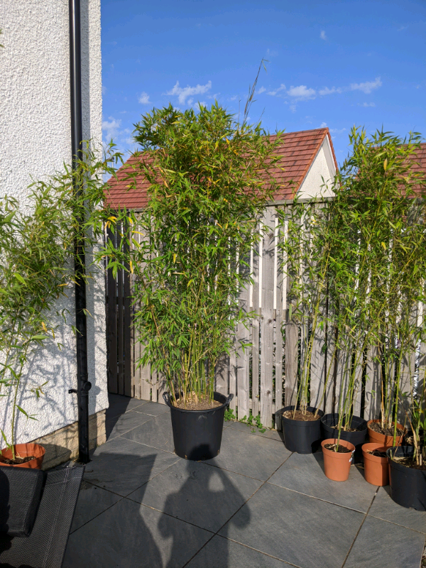 Bambusa Aurea (Fishpole/Golden Bamboo) 3 plants available/ 35 litre