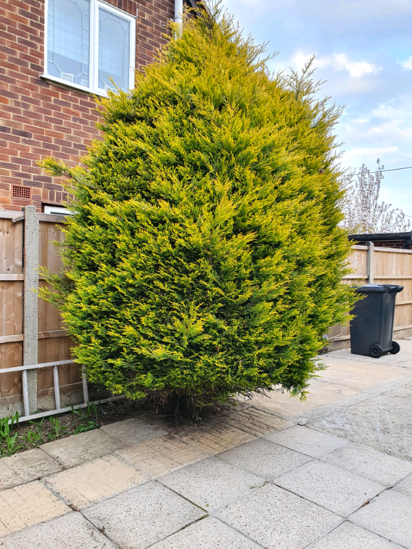 Conifer tree for sale make an offer Rayleigh Essex in Rayleigh
