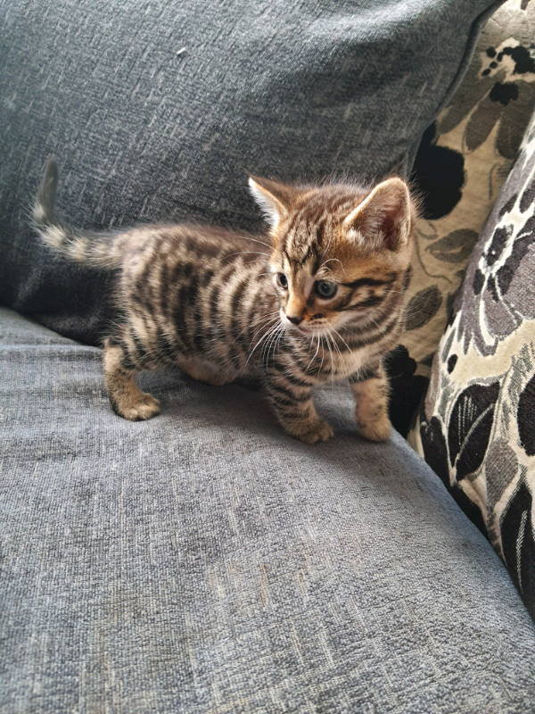 3 Bengal X BSH kittens all male in Roath, Cardiff Gumtree