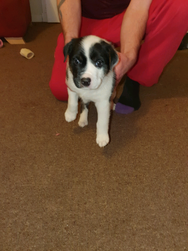 German Shepard/Staffy Cross pups/puppies in Broxburn, West Lothian