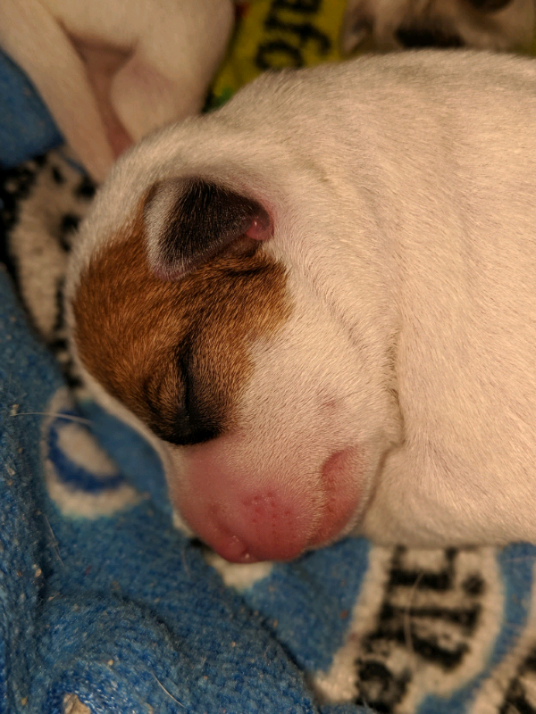 Jack Russell Puppies In Sheffield South Yorkshire Gumtree
