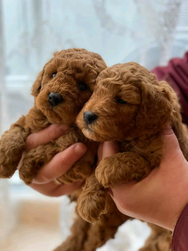 Toy poodles kc registered in Wolverhampton, West Midlands Gumtree