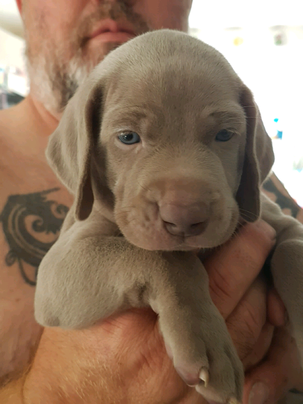 Weimaraner Puppies for sale in Swindon, Wiltshire Gumtree