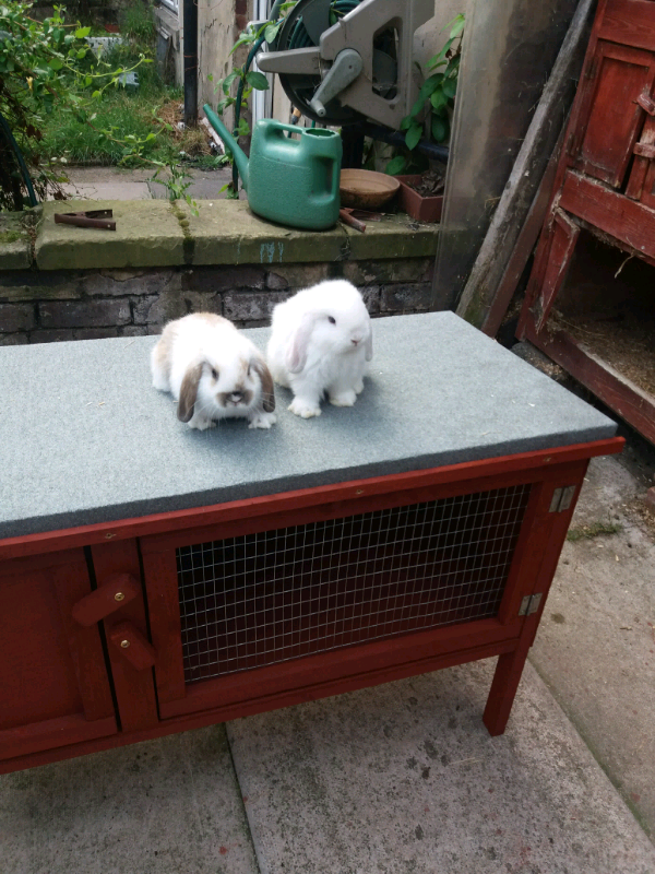 baby lop rabbits + hutch in Batley, West Yorkshire Gumtree