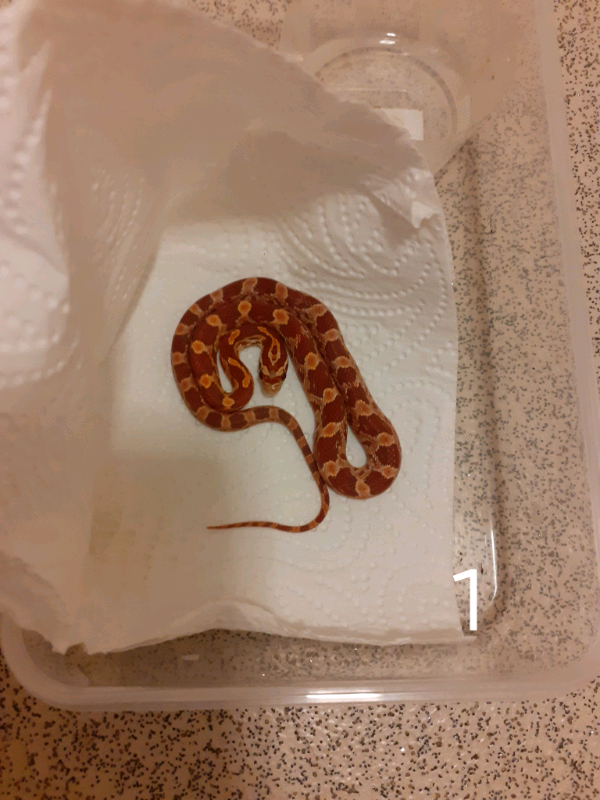 Corn snake baby and starter kit for sale in Greenwich, London Gumtree