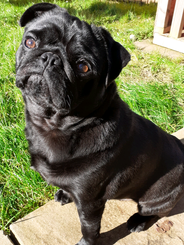 Male Pug in Llanrumney, Cardiff Gumtree