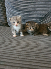 Image By Minne On Cats Cute Animals Cute Baby Animals Cats And