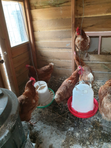Free Range Isa Browns Laying Backyard Chickens Hens Chooks