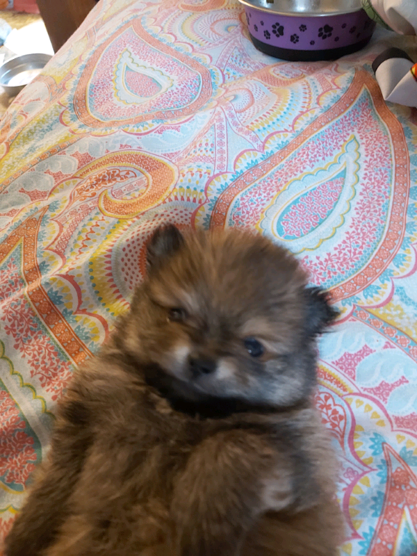Pomeranian in Jaywick, Essex Gumtree