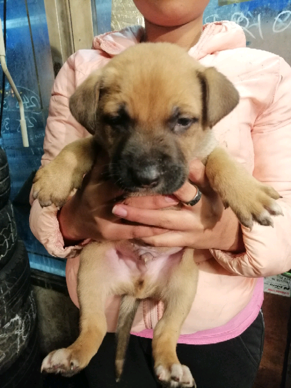 German shepherd x bully puppies for sale in Mitcham, London Gumtree