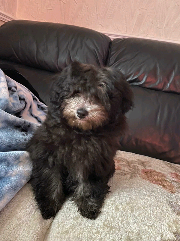 Beautiful Cockapoo Dark Brown  In Barnsley, South -2810