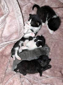 5 beautiful fluffy kittens 