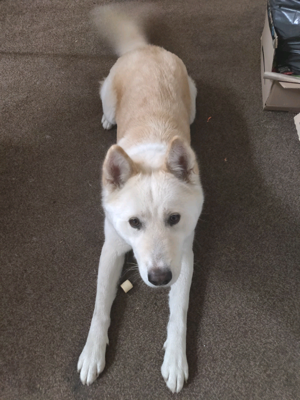 Dog female Japanese Akita in Little Hulton, Manchester Gumtree