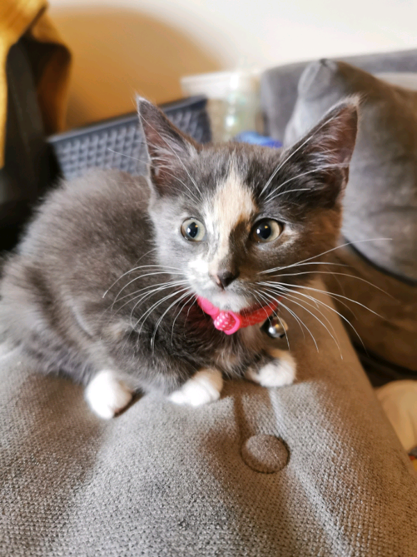 Female kitten in Mauchline, East Ayrshire Gumtree