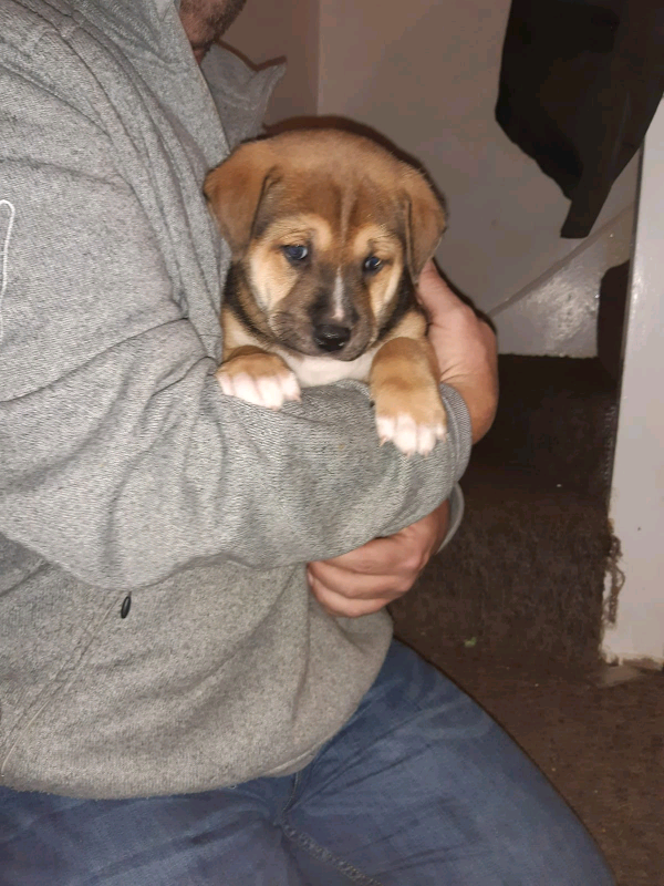 Shiba Inu Cross In Liverpool Merseyside Gumtree