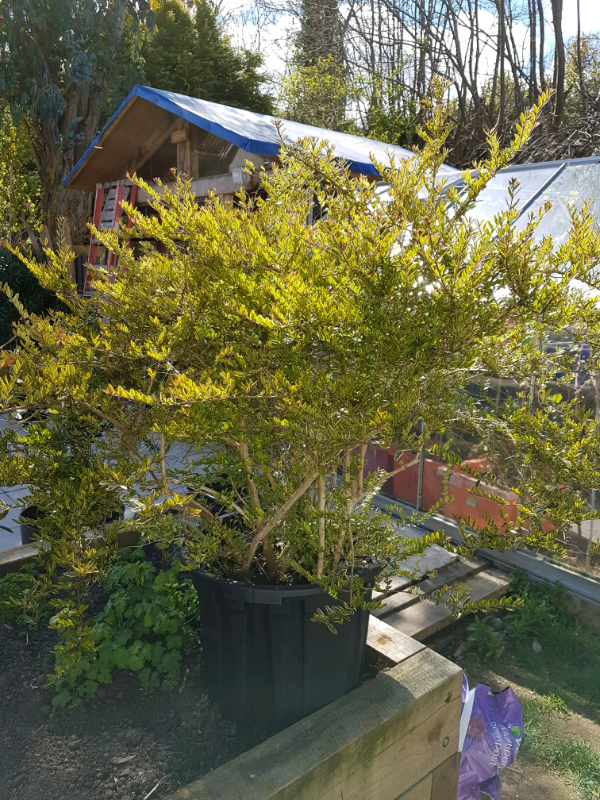 Garden Plants in South Queensferry, Edinburgh Gumtree