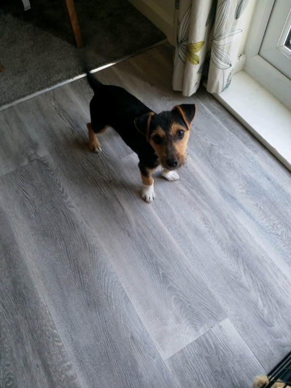 Jack Russell 4 Months Old In Ammanford Carmarthenshire Gumtree