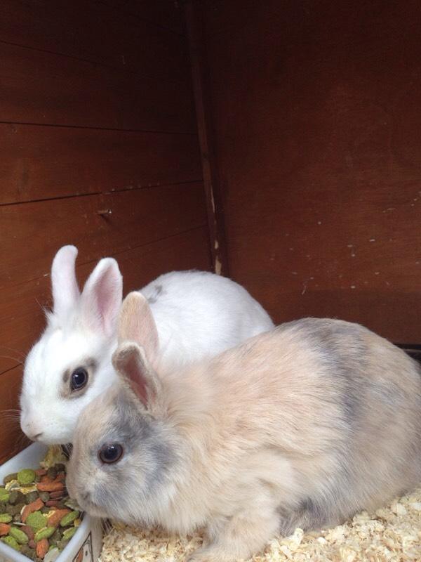 Rabbits for rehome in Earls Colne, Essex Gumtree